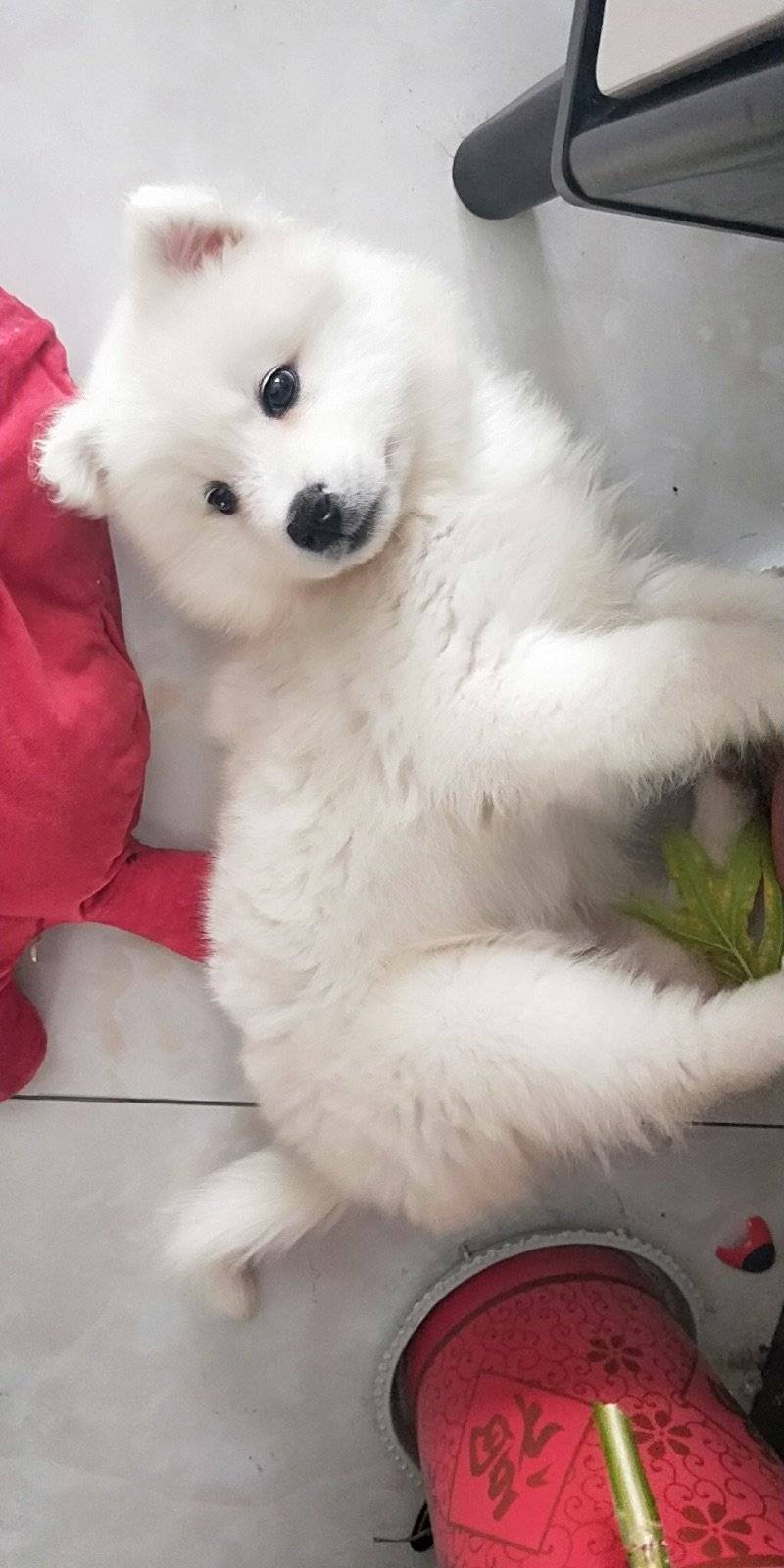 我家狗狗两个月大了