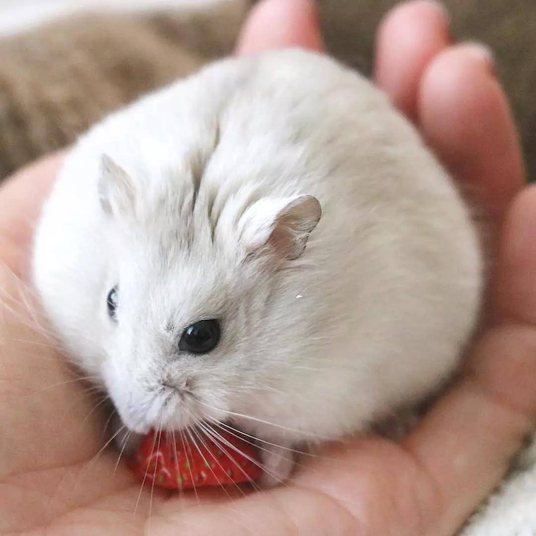 小仓鼠，平时超喜欢吃水果，最爱的就是草莓啦