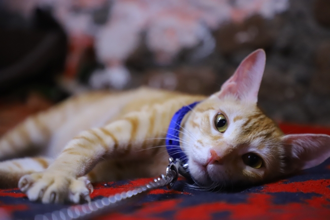 趴在地板上的小花猫图片