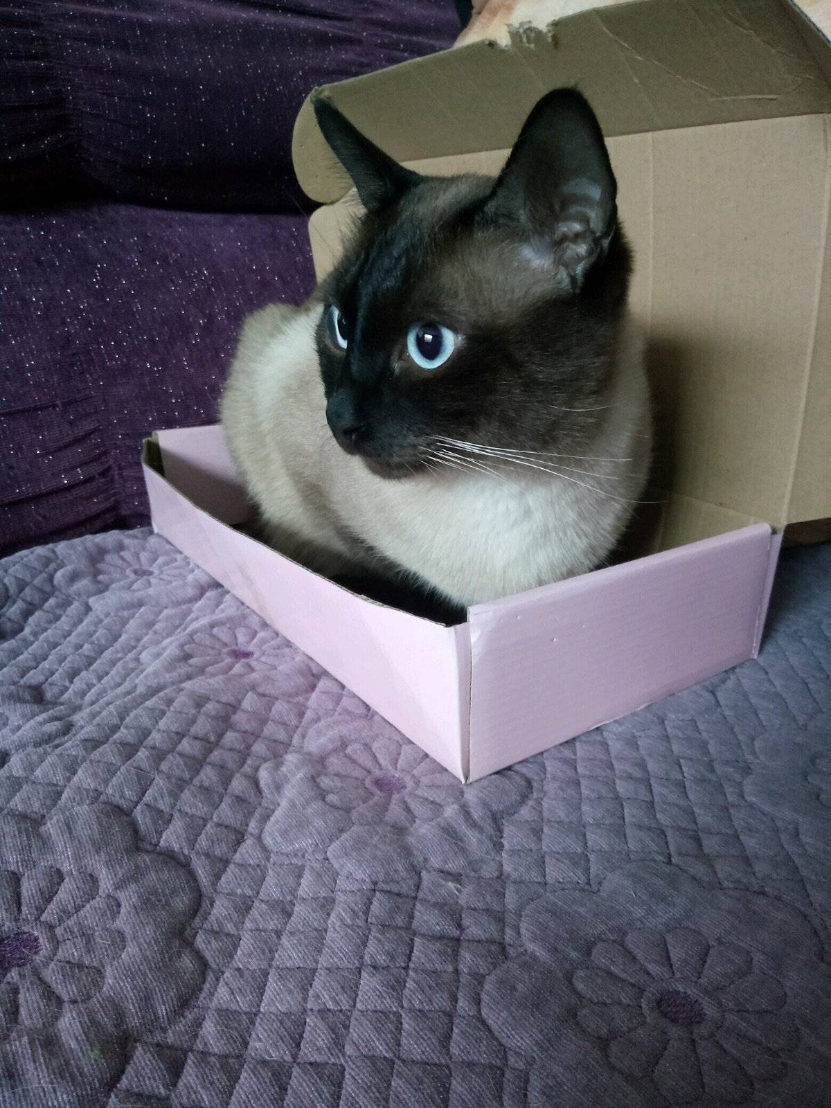 盒子盒子我的最爱