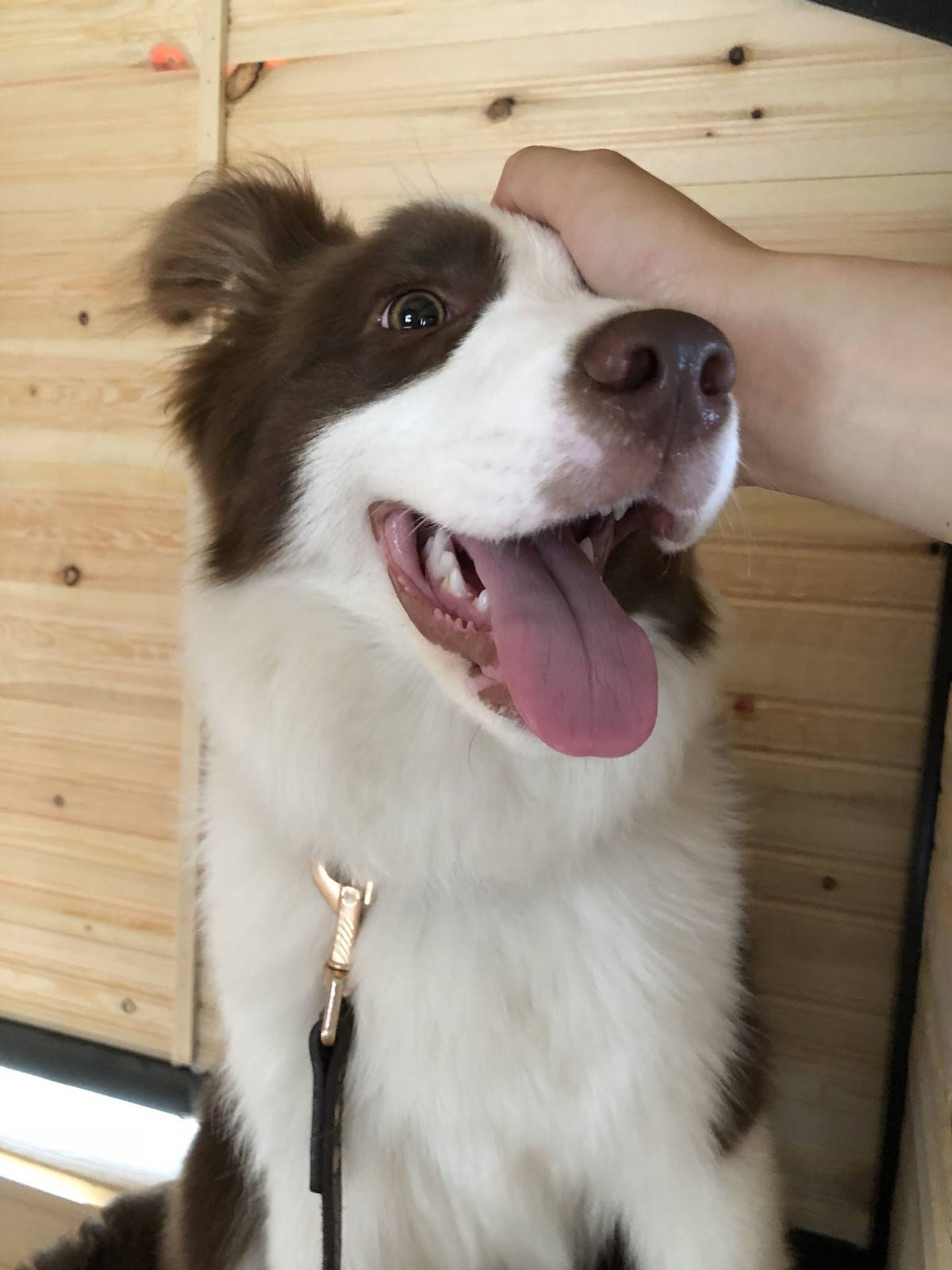 (边境牧羊犬表情包)新的狗屋好漂亮,但是娜娜不喜欢被关起来,还是爱睡客厅正中间