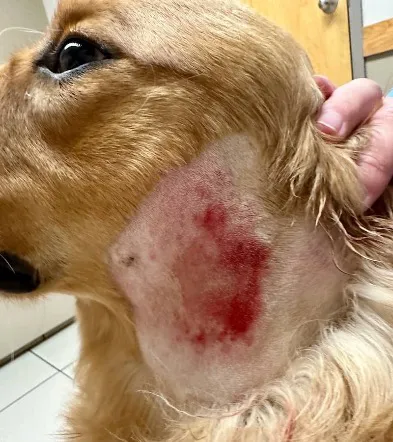 了解狗狗疖病：症状、类型及治疗指南