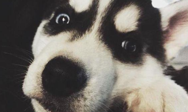 带著哈士奇去宠物店洗澡,洗好后宠物店求我之后别带这狗来