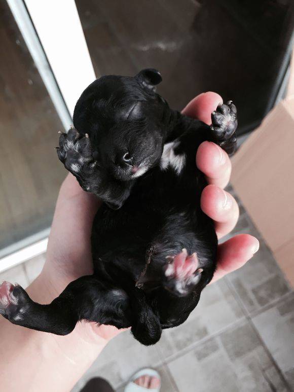 小黑仔一天天长大了哈哈