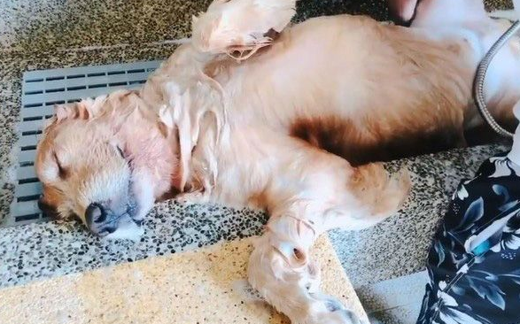 最佳洗澡模范生!喜欢洗澡的狗狗超会享受