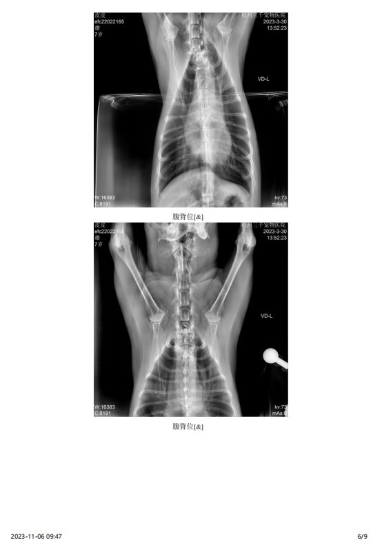 一例犬睾丸肿瘤的诊断与治疗