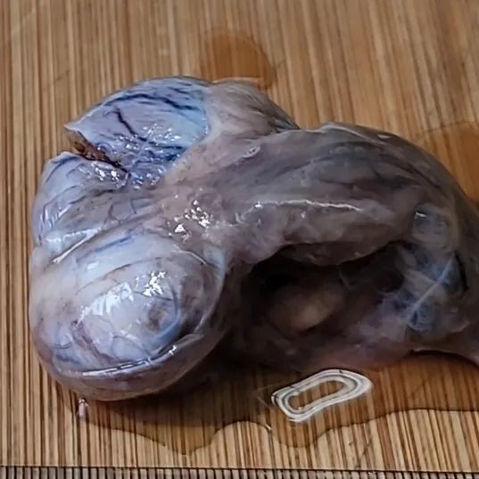 一例犬睾丸肿瘤的诊断与治疗