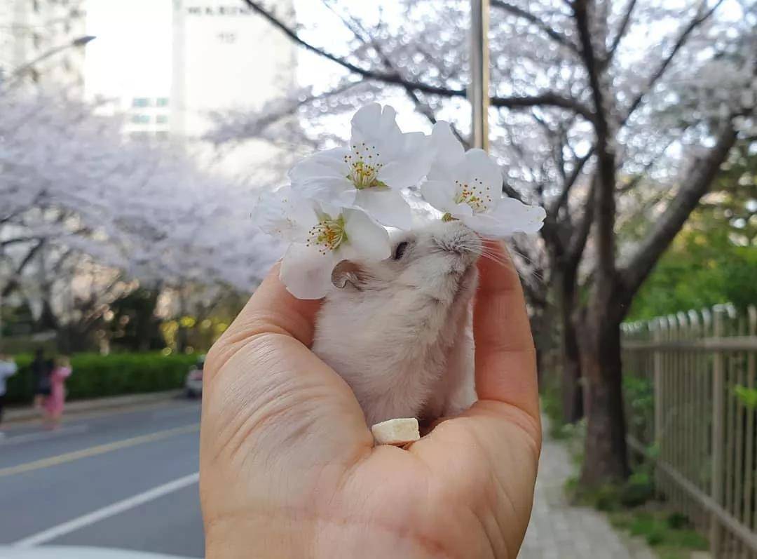 一组樱花和仓鼠的合照，春天真好呀