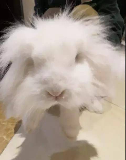 一岁半的海棠兔