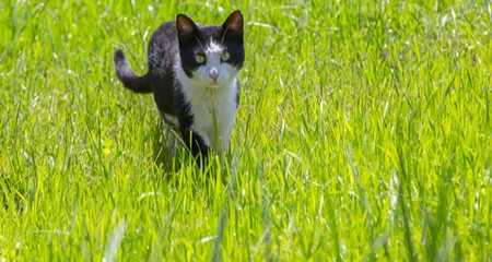 揭穿狗狗心丝虫病的 10 大误区