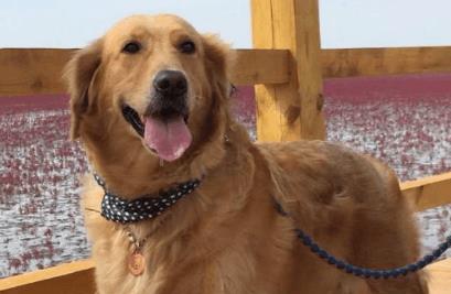 金毛享受按摩, 不给按摩就不洗澡, 主人也无可奈何!