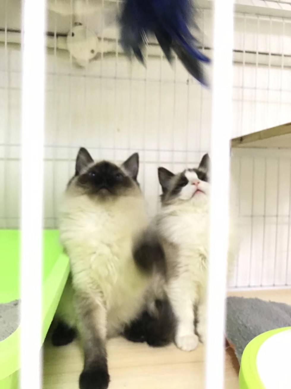 温柔可爱的布偶猫,你可喜欢吗