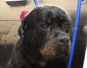 千万别和萨摩耶一起洗澡...小黑:咋突然下雪了?