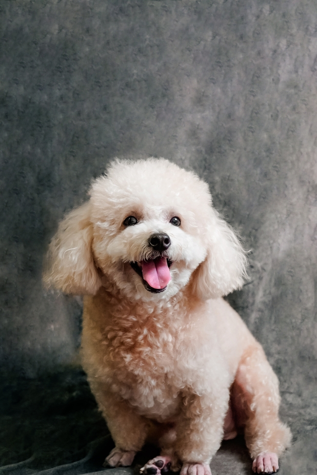 香槟色贵宾犬可爱图片