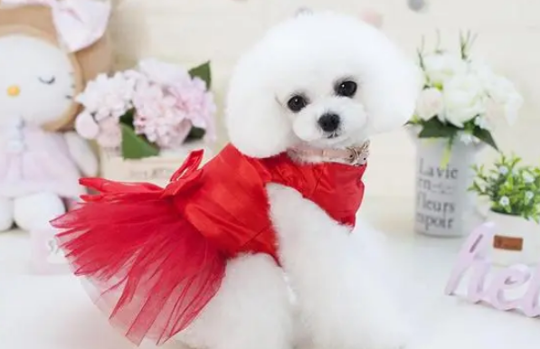 选择狗专用沐浴露的技巧,帮你少走点弯路