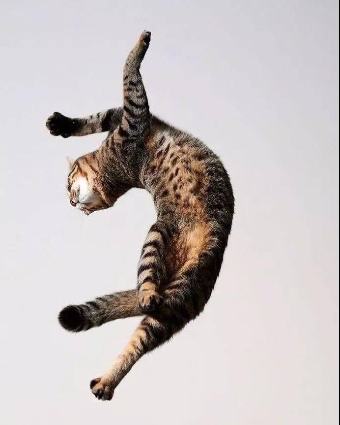 逗猫棒就像一把神奇的钥匙,总能帮你解锁猫咪的新舞姿……