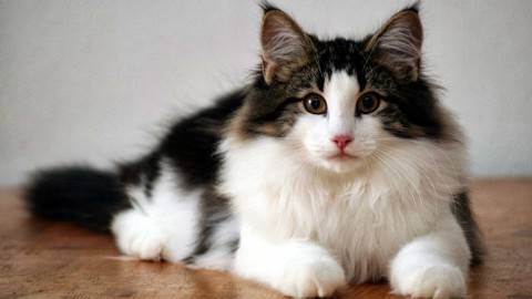 挪威森林猫外貌上和缅因库恩猫一模一样,挪威森林猫与缅因库恩猫的主要区别是:其后腿比前腿稍长,被毛双层。