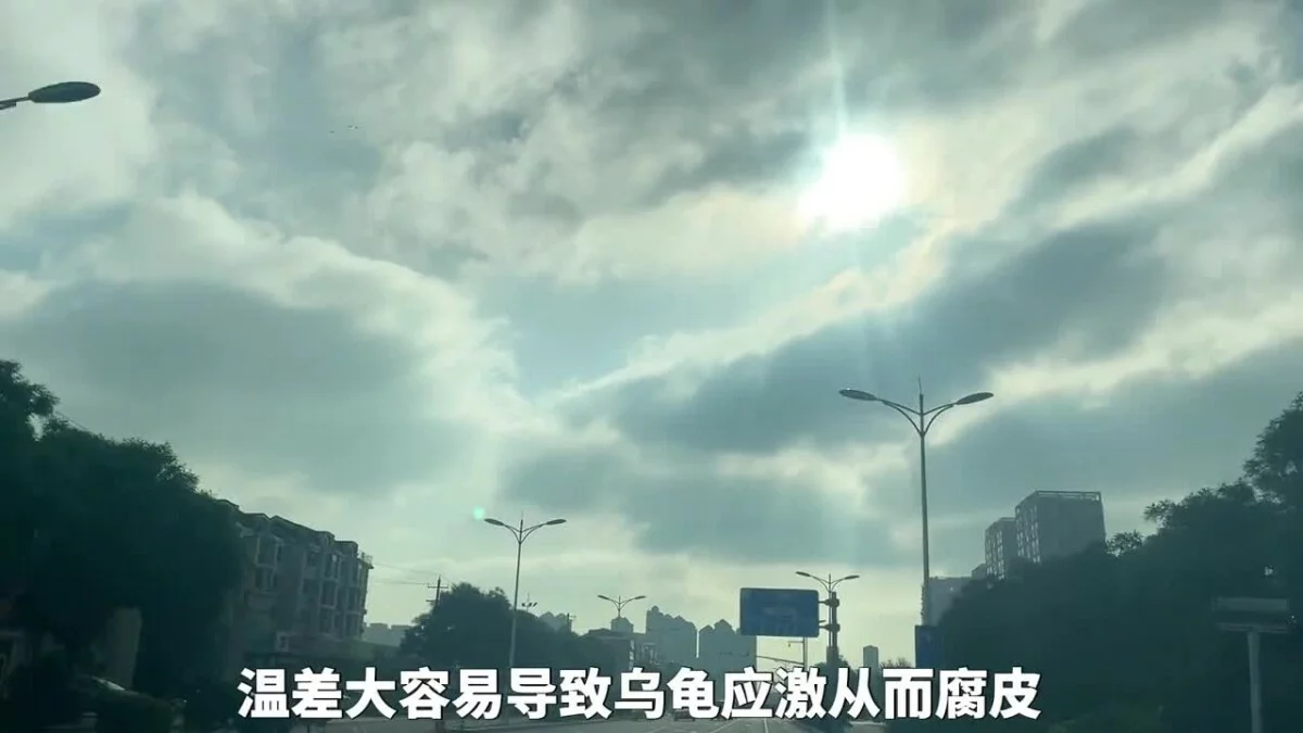 乌龟腐皮腐甲原因，及处理方法！