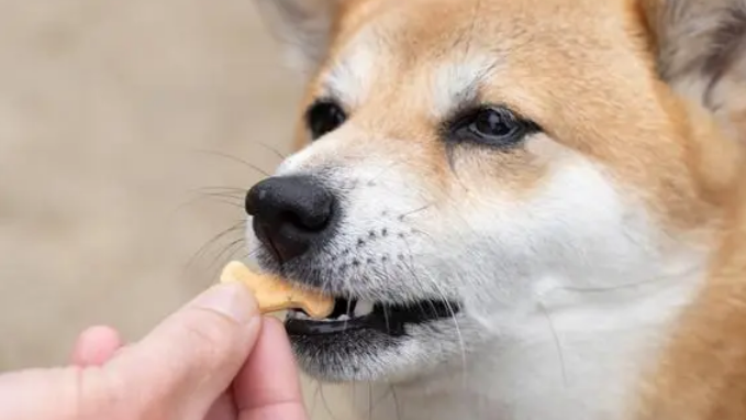 宠物训练零食:喂食量与正确使用方法
