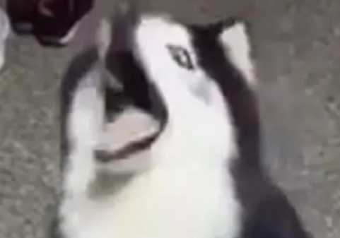 主人用零食逗二哈,成功欺骗了它!网友:怎么傻得这么可爱!