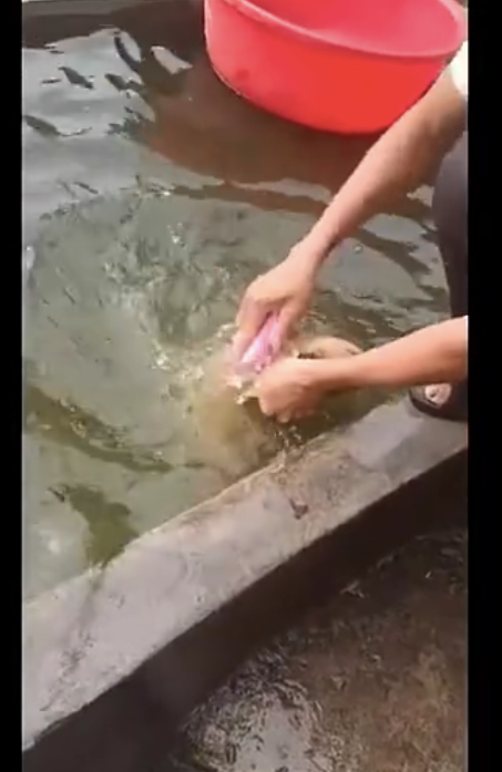 网民将狗放到池子里洗澡,狗狗的样子令人心痛又搞笑,好无奈呀!