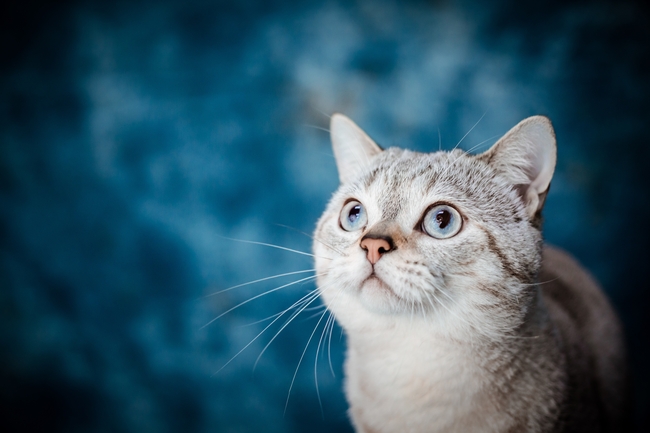 可爱呆萌宠物猫写真摄影图片