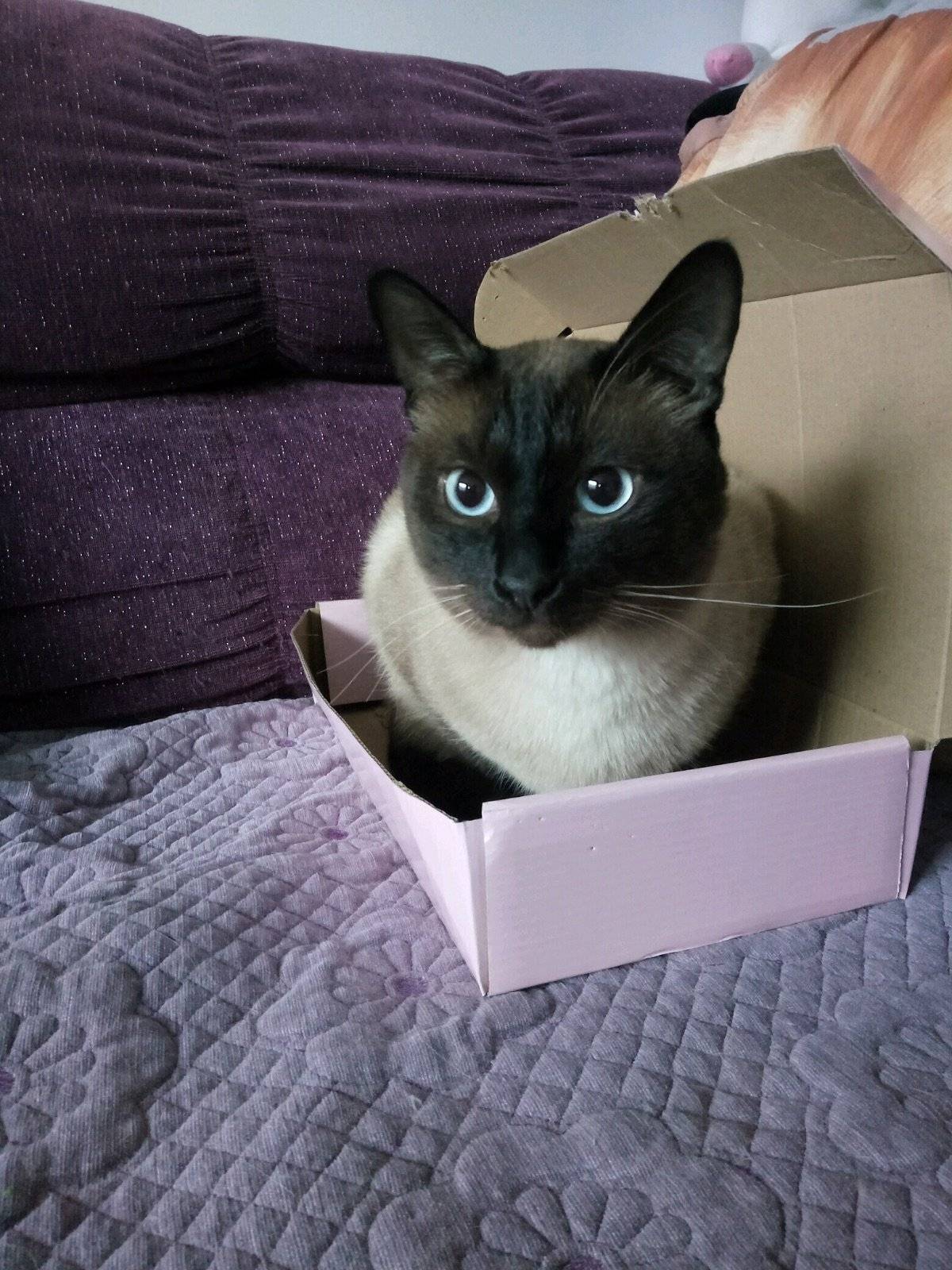 盒子盒子我的最爱