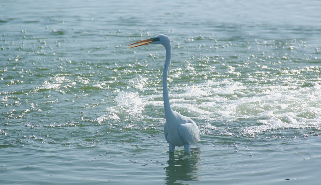 野生白鹭图片
