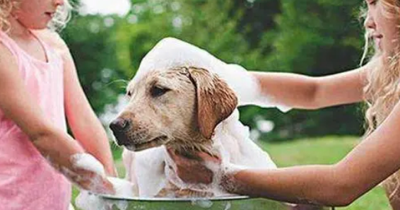 宠物狗沐浴露怎么选择?能用人的吗?