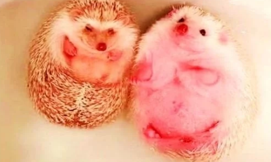 女子在厨房做饭,让男友给自家宠物洗澡,半小时后去看,几分熟了