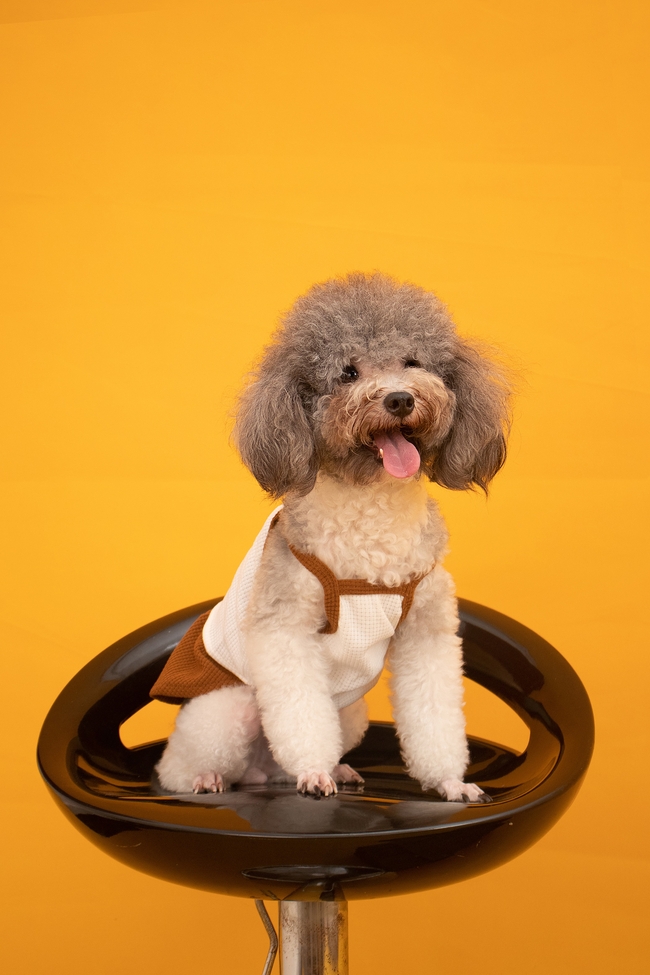 可爱迷你宠物贵宾犬图片