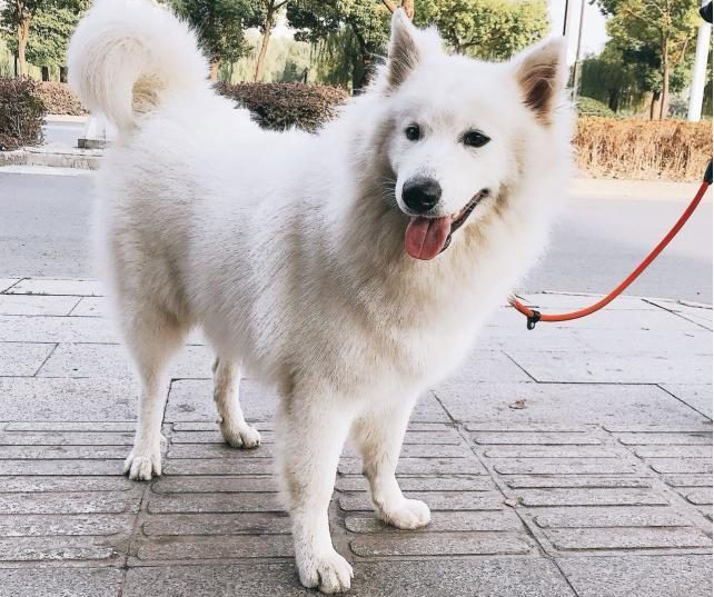 你觉得去宠物店给狗洗澡贵?而洗澡的人觉得给你狗洗澡要命