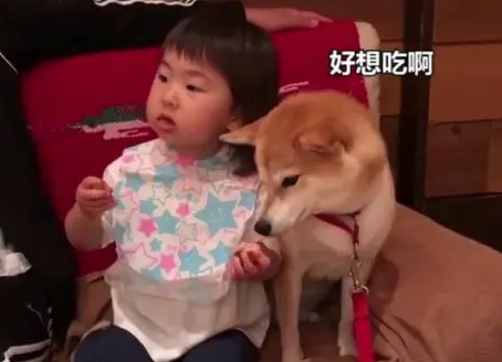 好有爱！柴犬想吃小主人零食：绝对不会伸爪抢，除非你主动给我