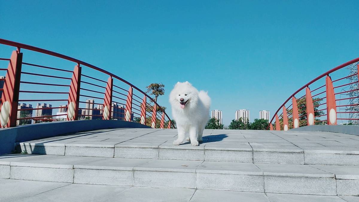 (萨摩耶)主要是赞美蓝天至于狗你们喜欢就好