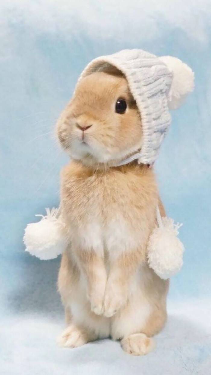 兔子(๑•̀ω•́๑)