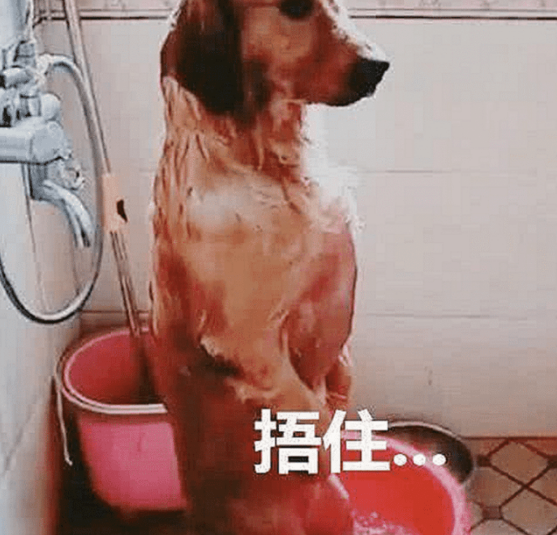 主人给金毛洗澡,洗到一半有急事出门,半个小时回来后看蒙圈了