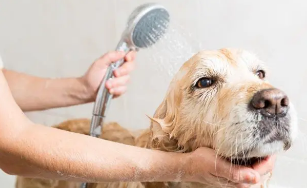 面对狗狗沐浴露,最简单的其实就是最好的