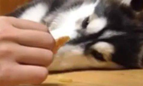 哈士奇在地板上睡的正香，主人拿零食往旁边一放，结果二哈这反应