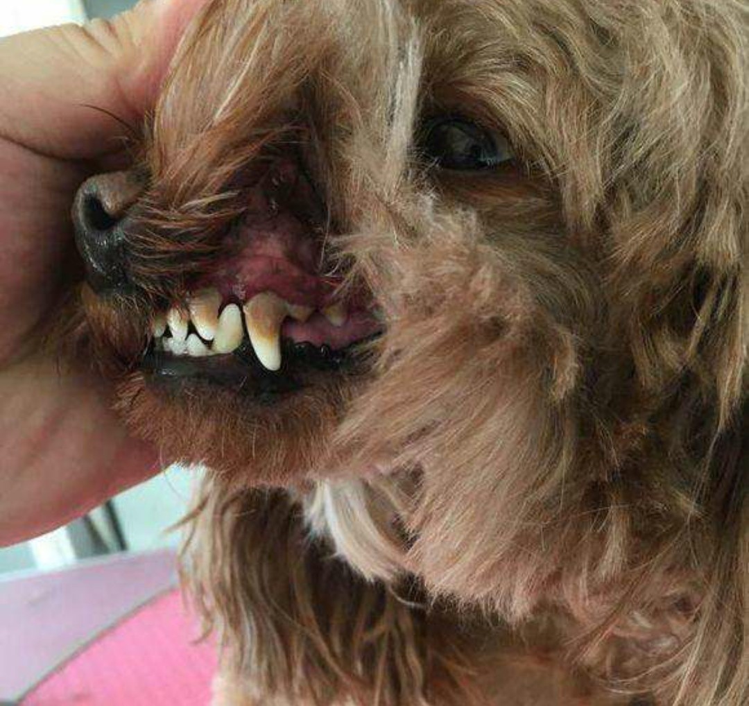 有必要给狗狗刷牙吗?科学刷牙预防疾病无忧