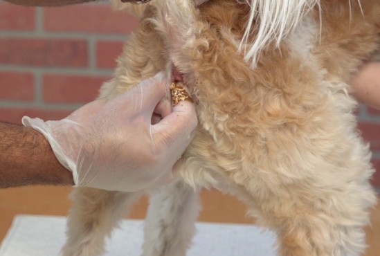 狗狗为什么会蹭屁股?原因有三千万别忽视