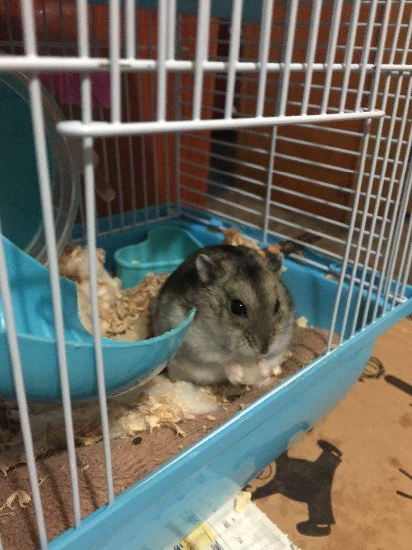 一直靠卖萌取胜的仓鼠,