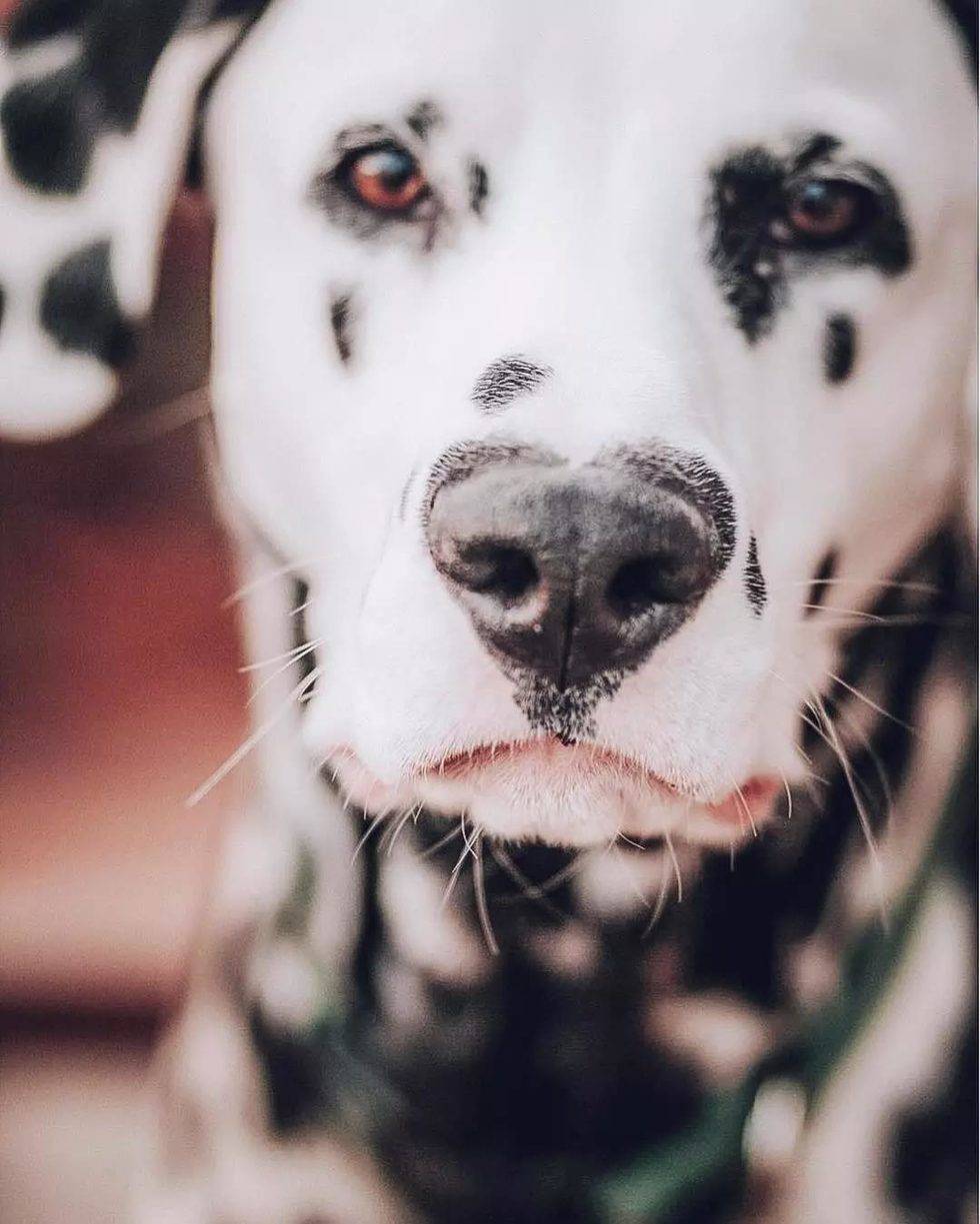 一只鼻头有爱心的汪星人,萌感爆棚