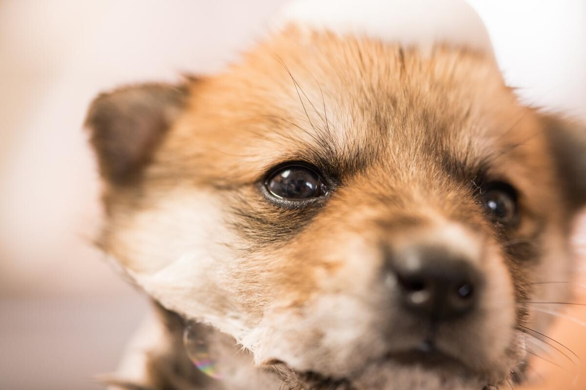 狗狗拉红丝粑粑怎么回事？铲屎官万万不可大意