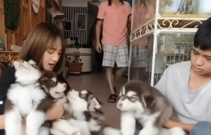 网友带4只阿拉去洗澡，因“阵容”强大走红，被它们萌化了