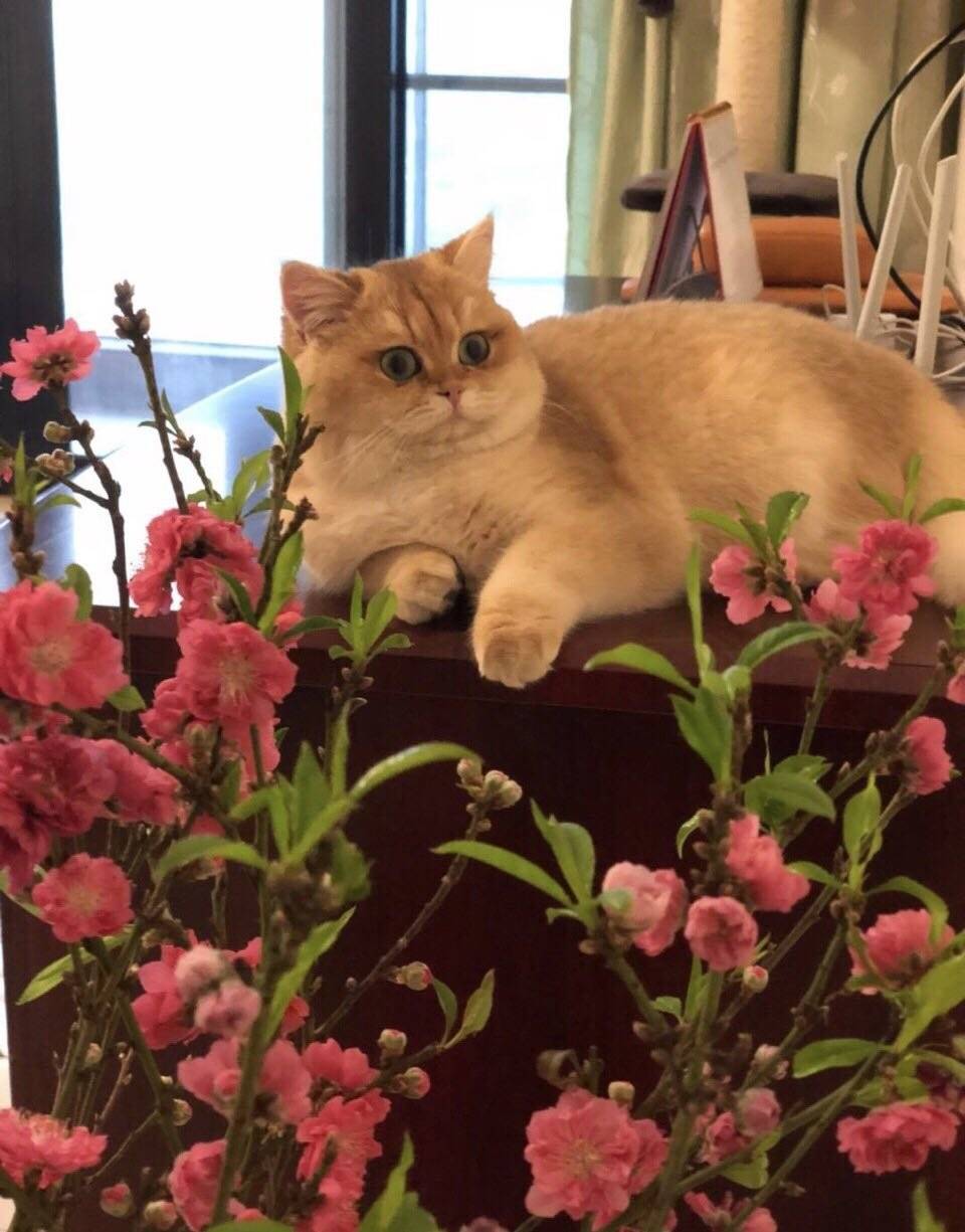 猫说在家也可以赏梅的
