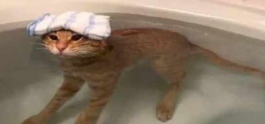 在邻居家买回一只猫,回到家它却自己洗澡