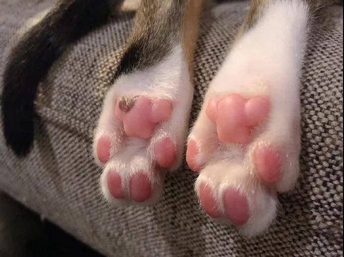 从来没有见过这么诱惑的猫脚,下一秒就想吃掉....小猫的肉垫肉肉的萌萌的,一般人都会有忍不住想摸的冲动,但是,这可不是什么人都可以摸的。