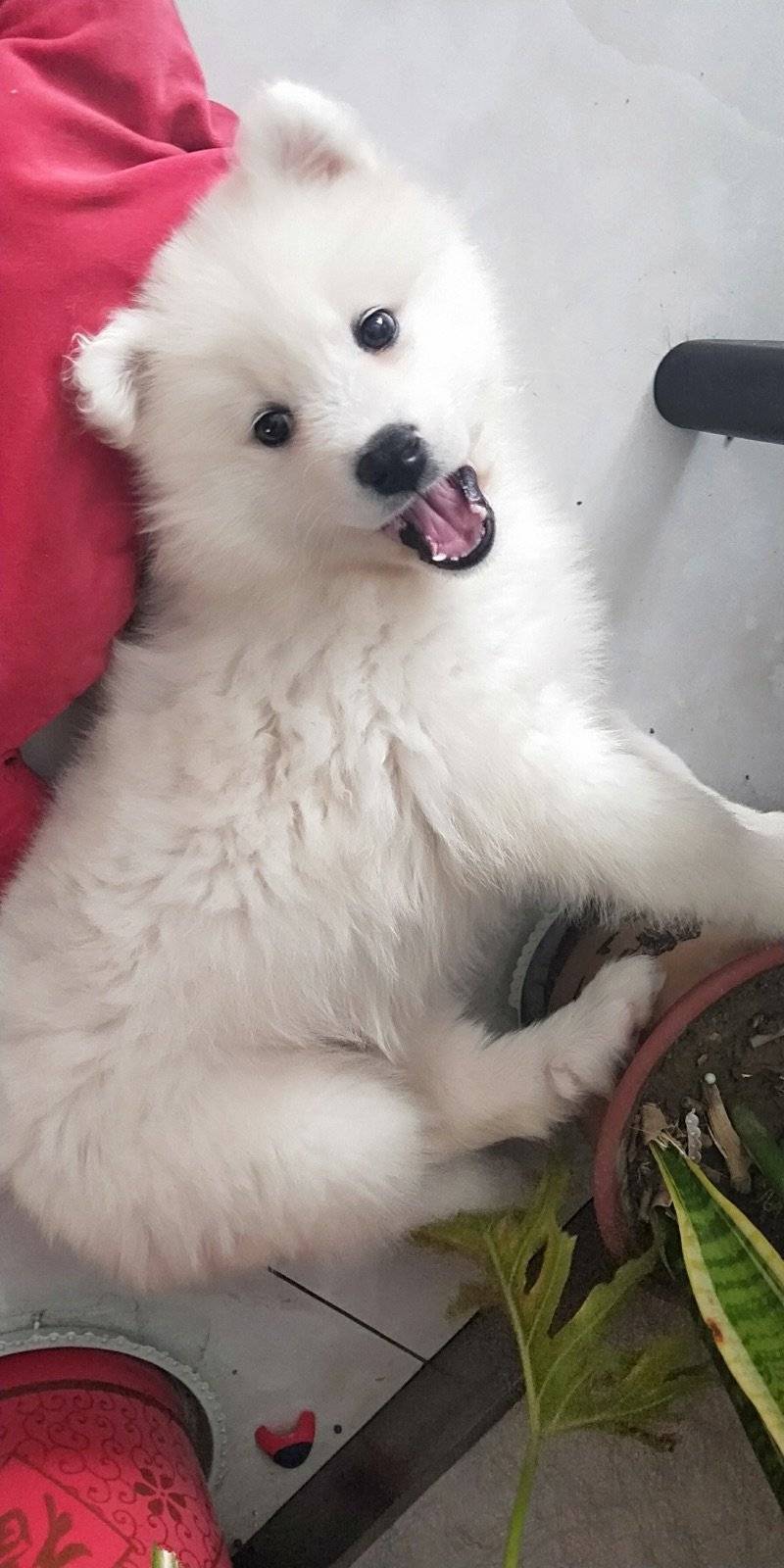 我家狗狗两个月大了