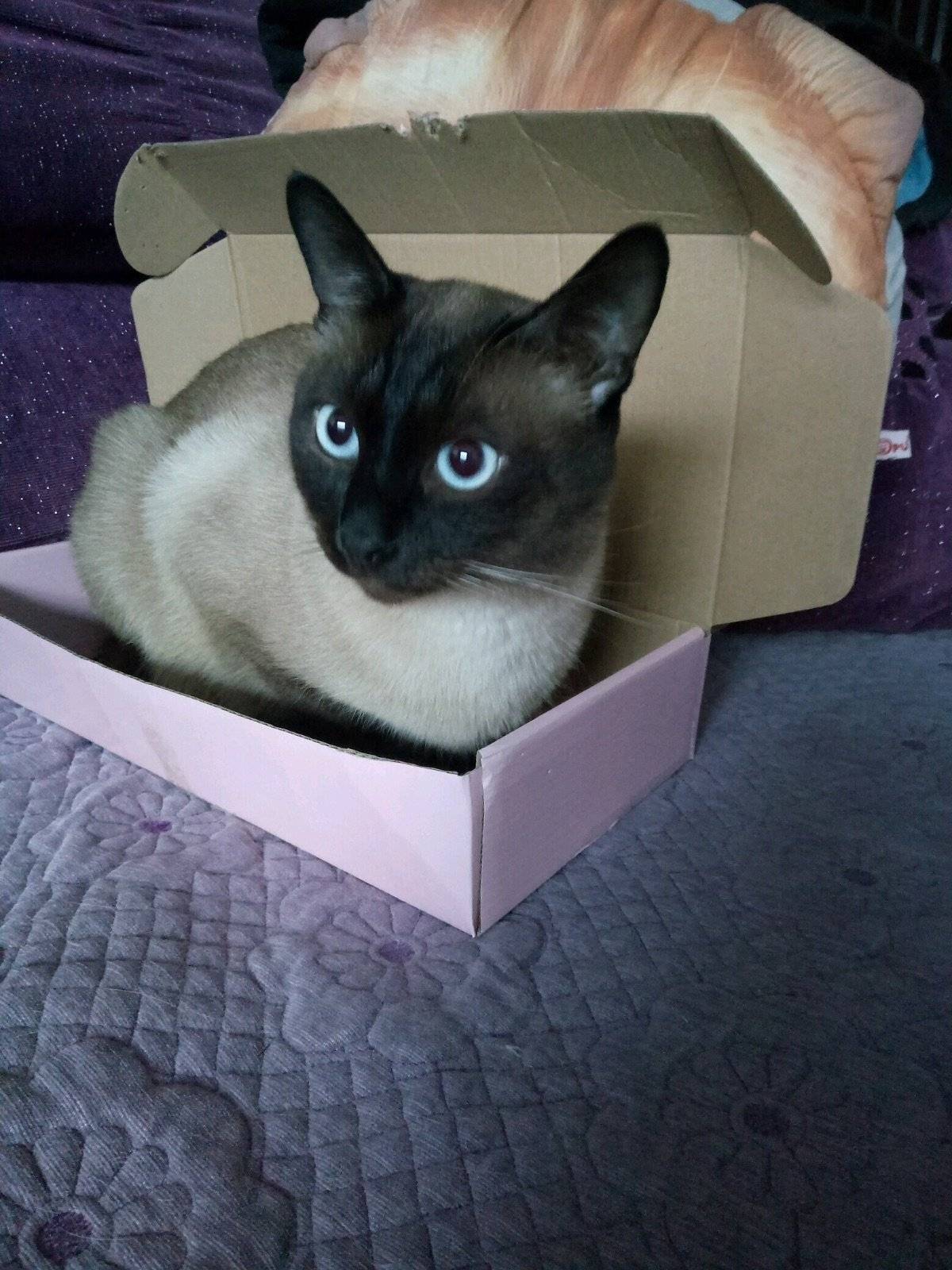 盒子盒子我的最爱