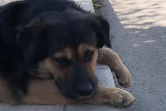 流浪狗不为零食诱惑,只能对它的朋友下手!没想到隔天见狗狗出现